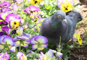 Rock Dove 横浜市 Tue, 4/2/2024