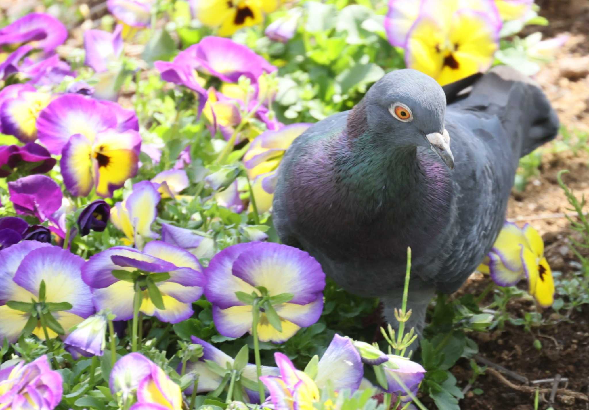 横浜市 カワラバトの写真 by カルル