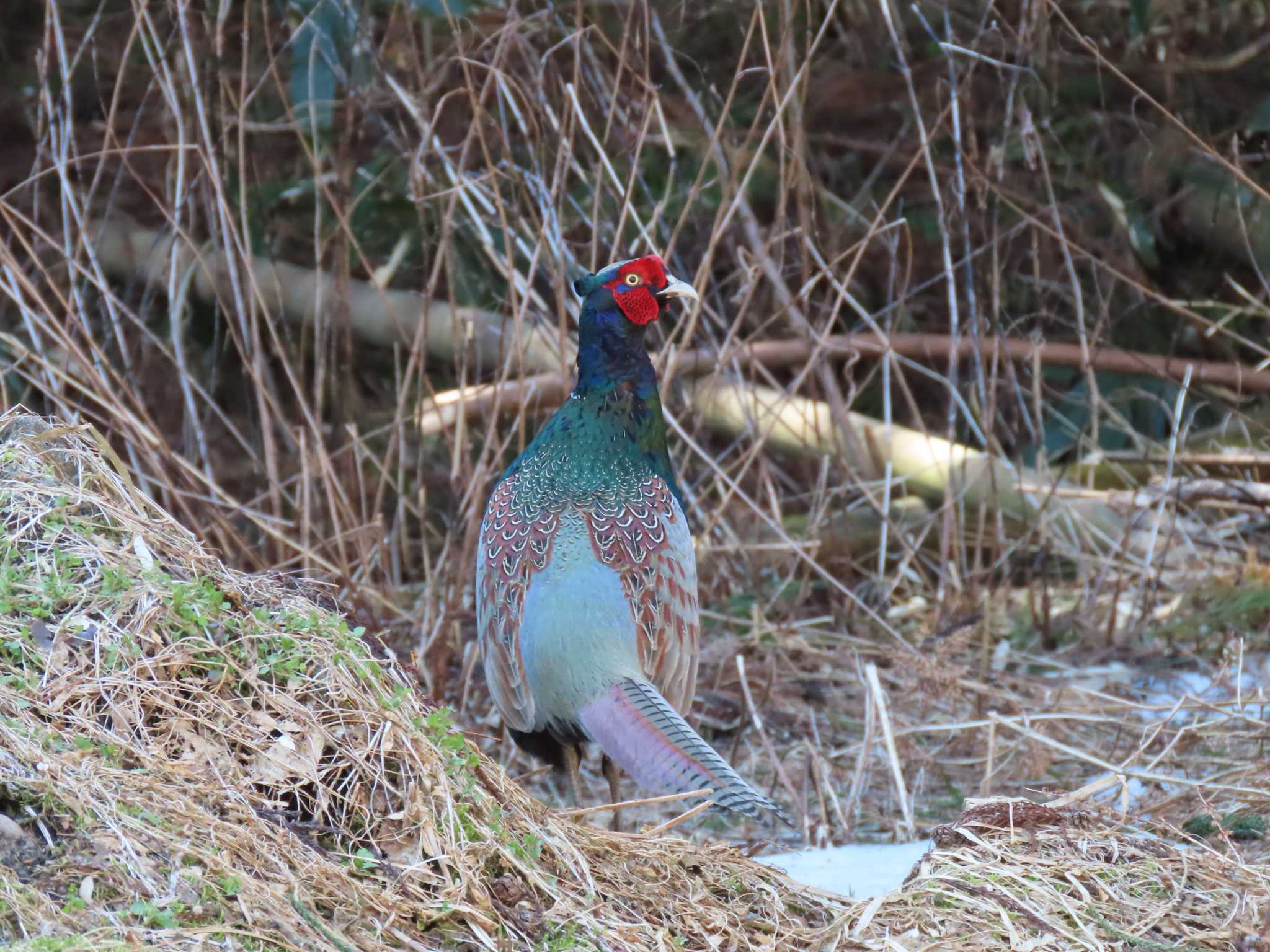 Green Pheasant