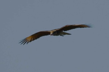 Crested Caracara コスタリカ Sat, 2/10/2024