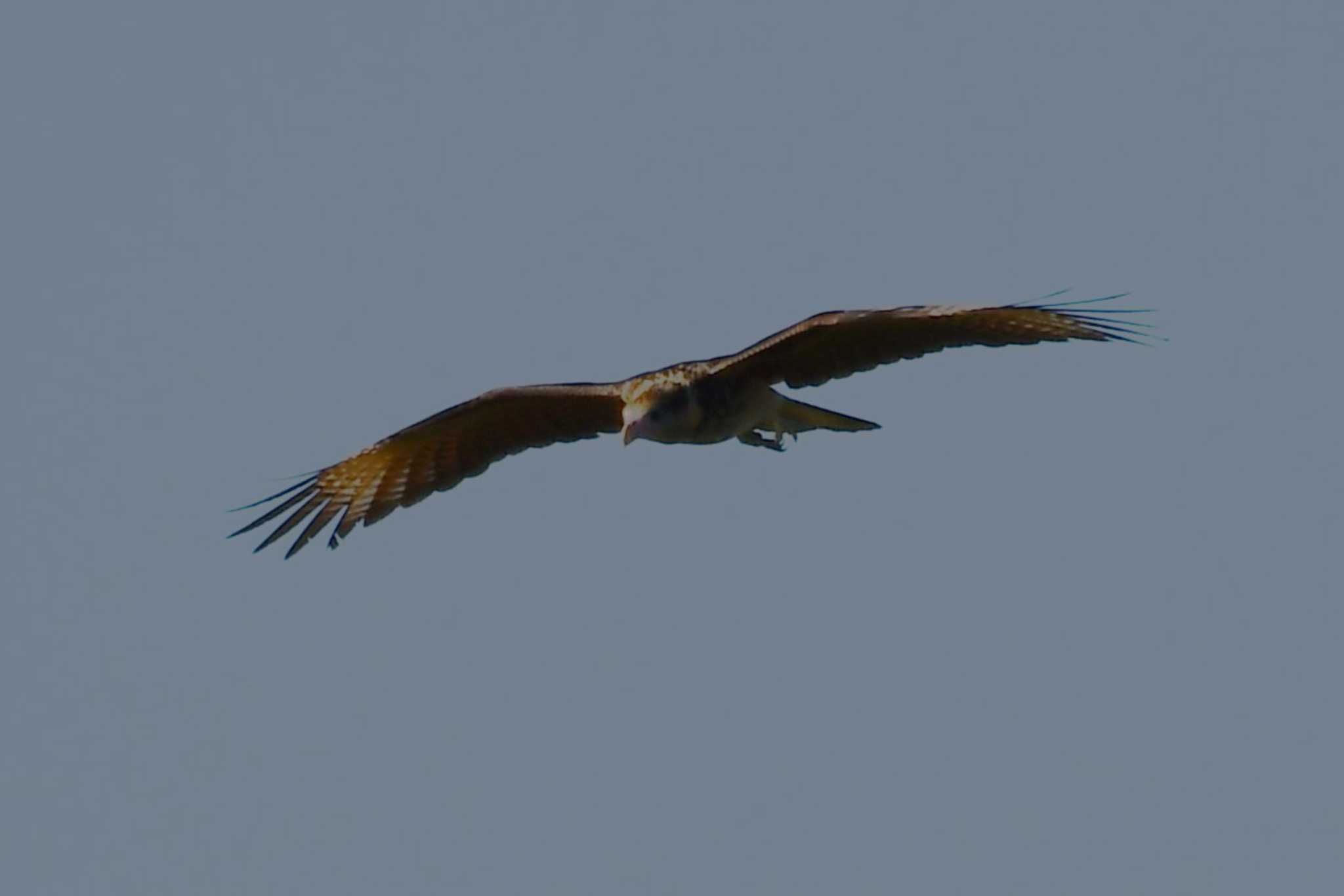 Crested Caracara