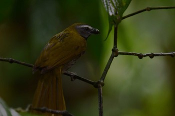 Buff-throated Saltator コスタリカ Thu, 2/8/2024