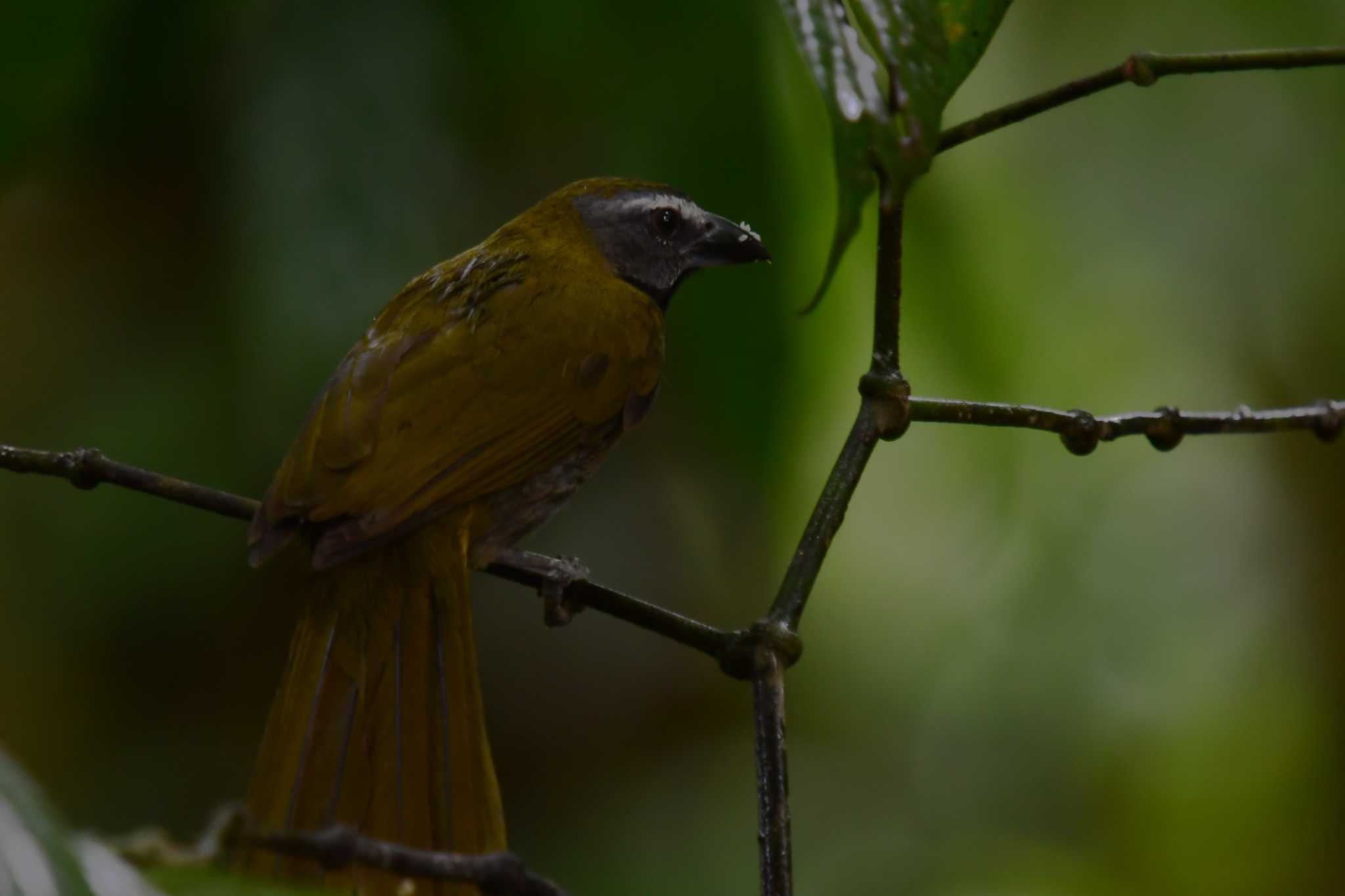 Buff-throated Saltator