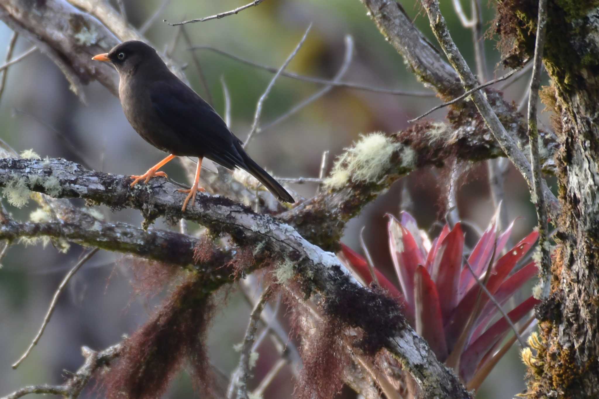 Photo of Sooty Thrush at コスタリカ by でみこ