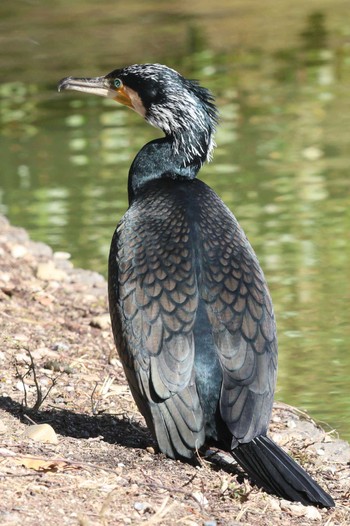 Great Cormorant Akashi Park Sun, 3/3/2024