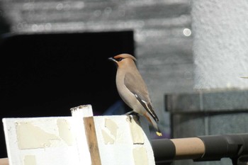 Bohemian Waxwing 川崎市 Sun, 3/31/2024