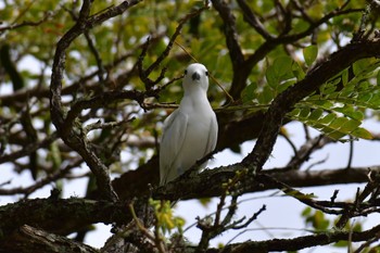 White Tern Saipan Thu, 3/14/2024