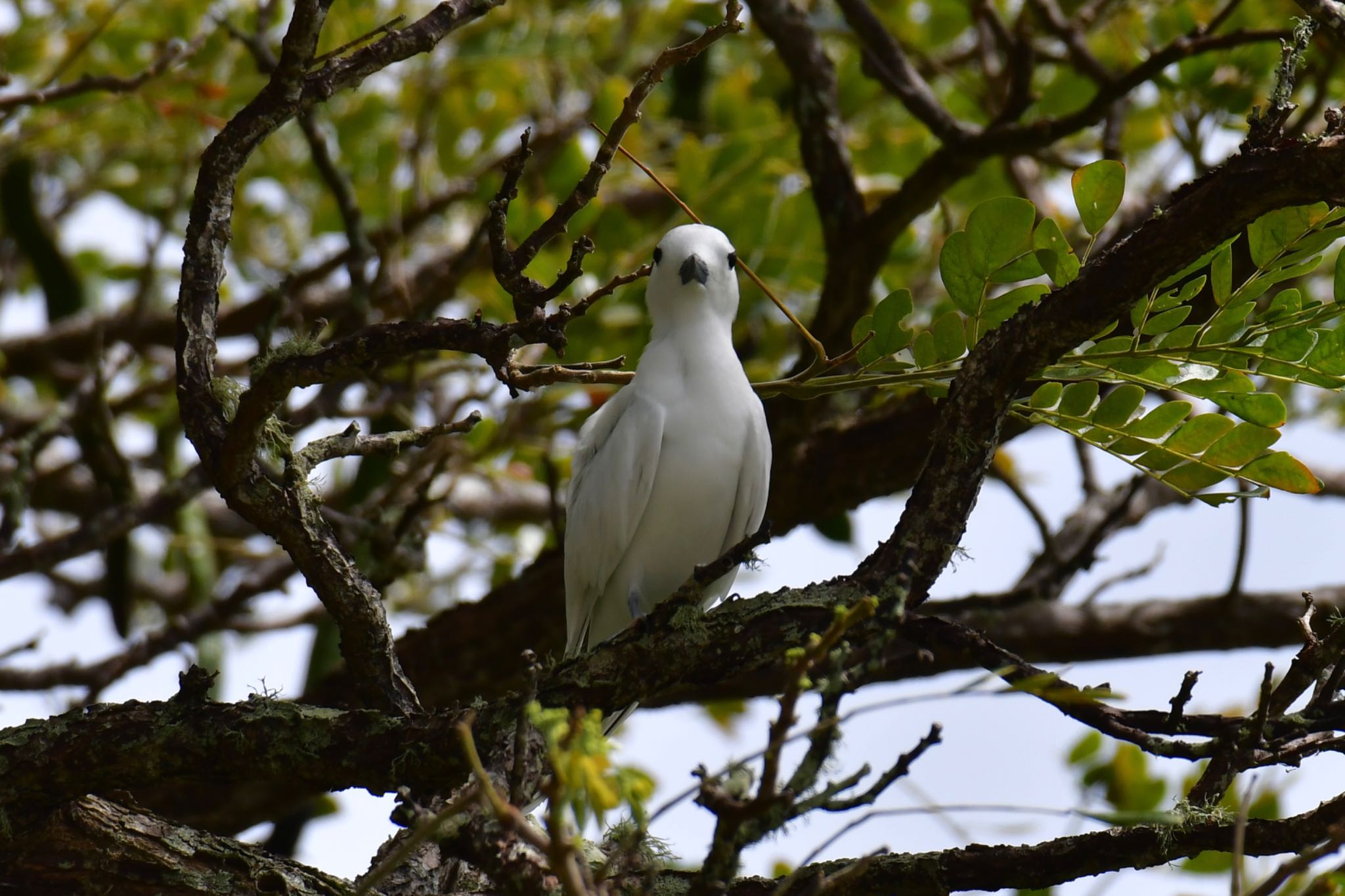 Photo of White Tern at Saipan by ひじき