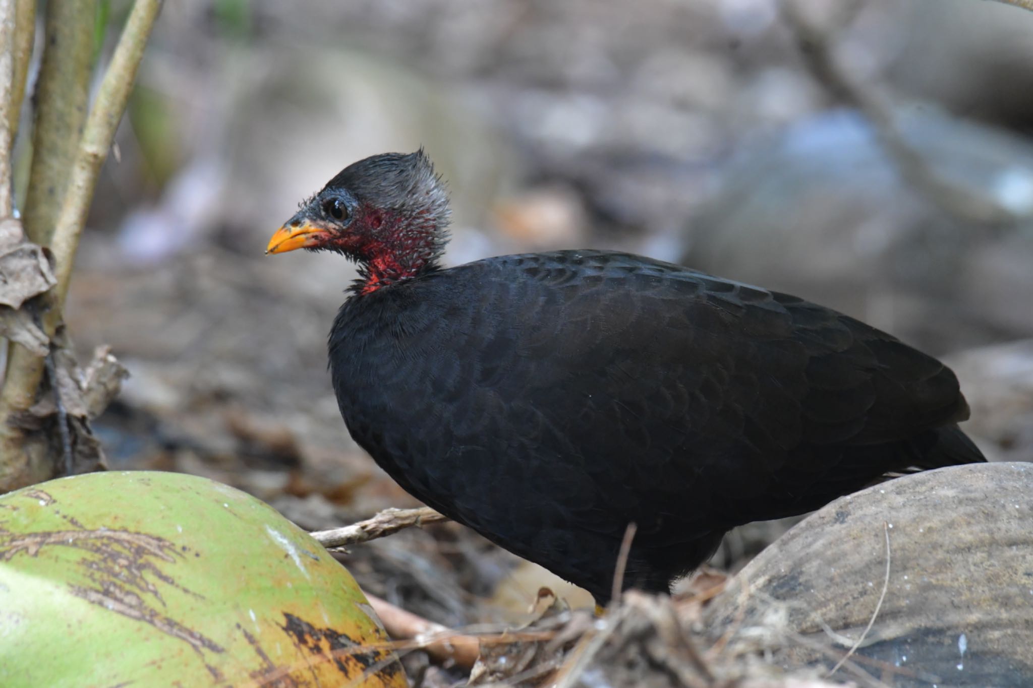 Micronesian Megapode