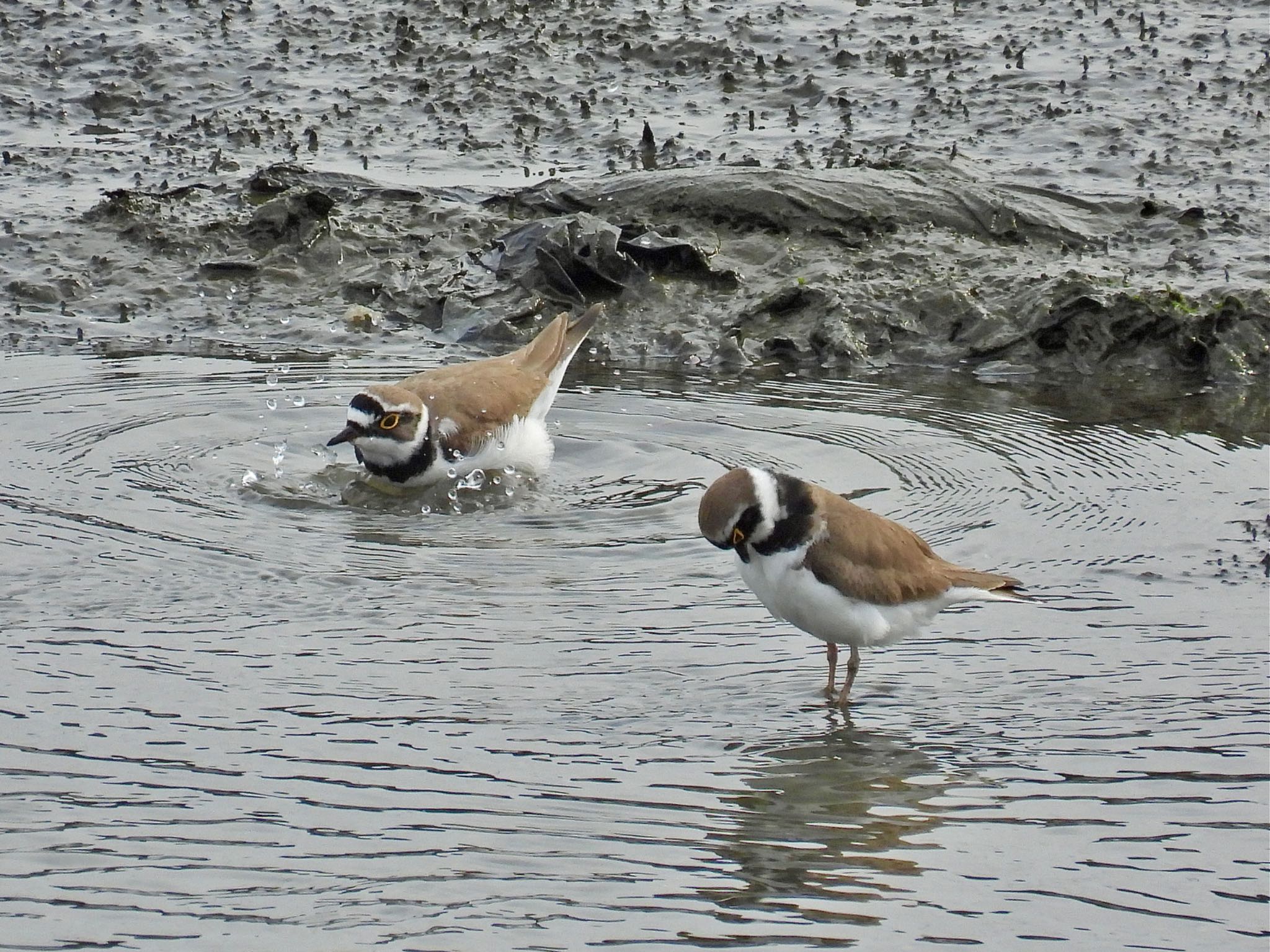 Photo of Little Ringed Plover at 土留木川河口(東海市) by sana