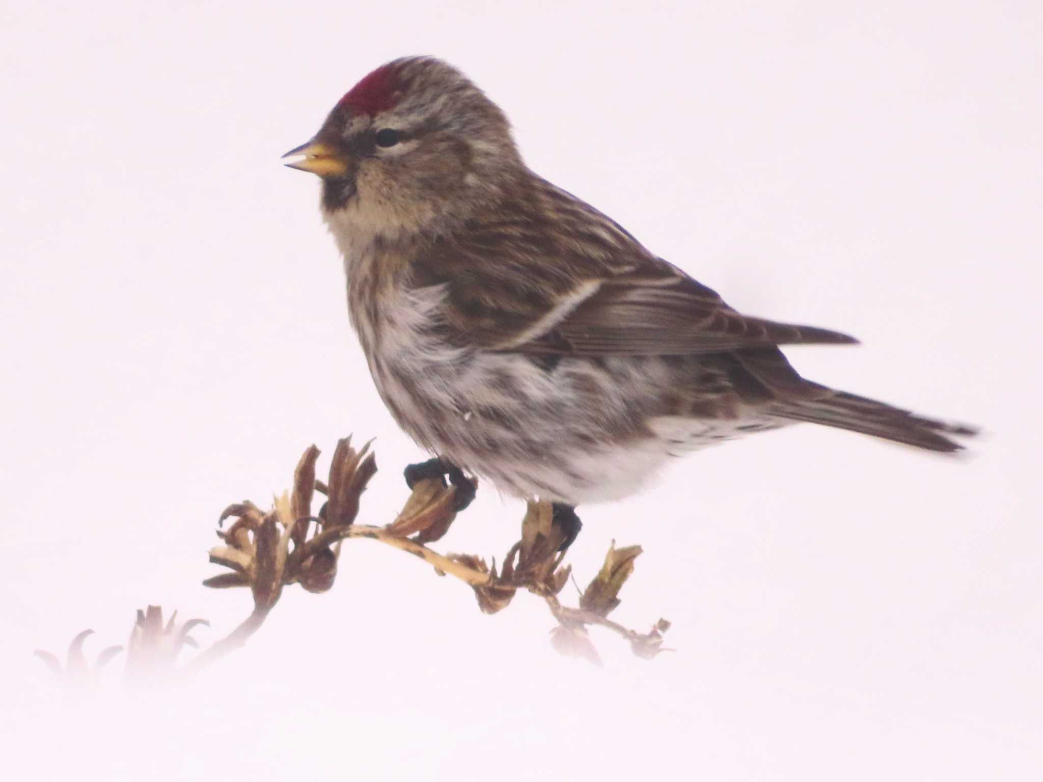 Photo of Common Redpoll at Makomanai Park by ゆ