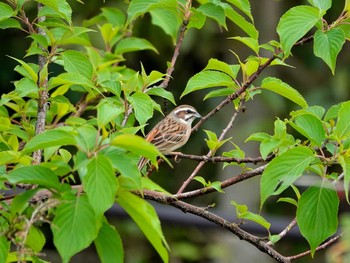 ホオジロ 稲佐山公園 2024年4月2日(火)