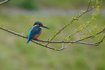 Common Kingfisher Nogawa Thu, 3/28/2024