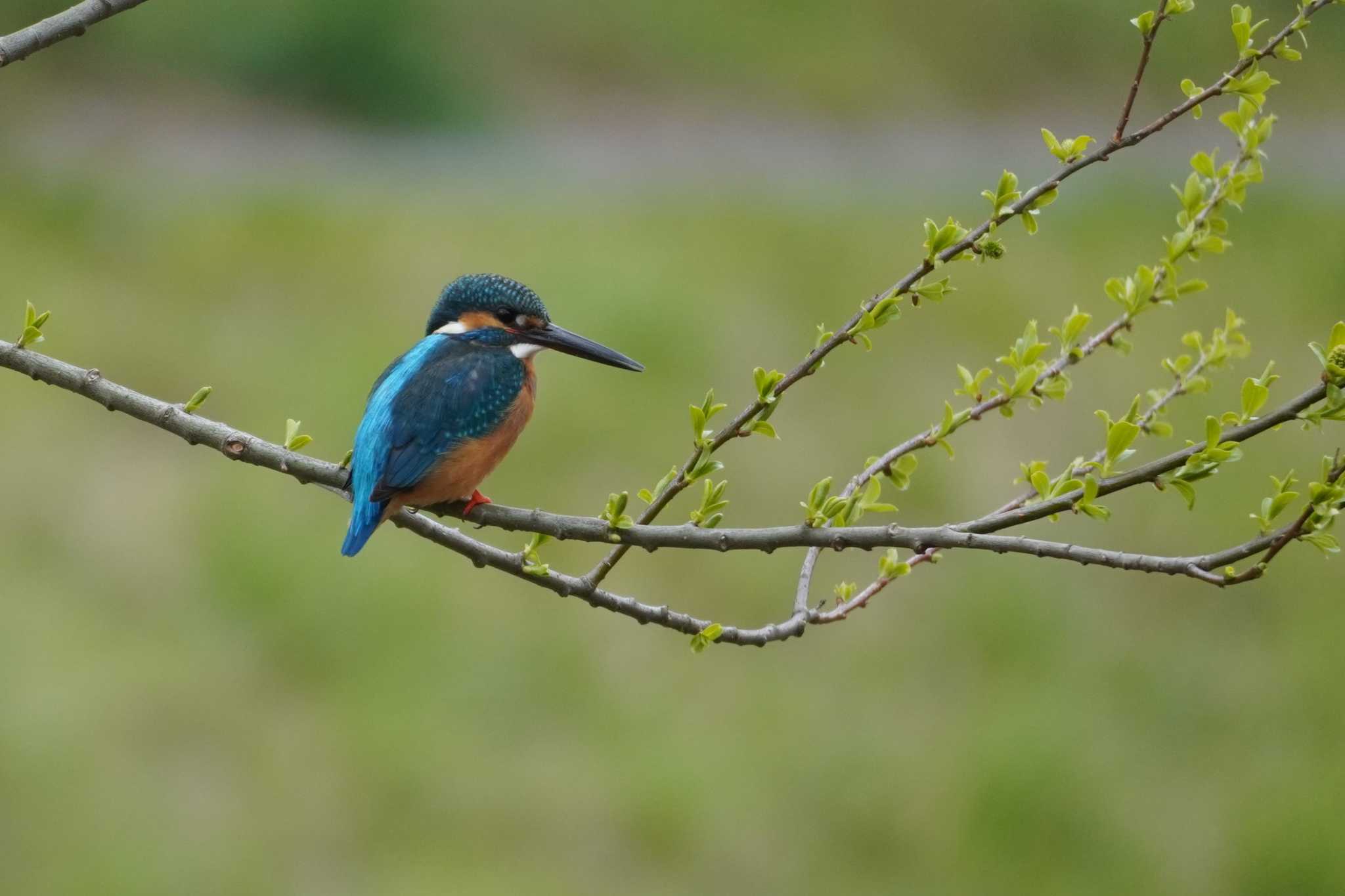 Photo of Common Kingfisher at Nogawa by たっちゃんち