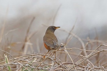 Brown-headed Thrush 海老川調整池(千葉県船橋市) Wed, 4/3/2024