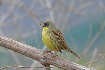 Masked Bunting 海老川調整池(千葉県船橋市) Wed, 4/3/2024