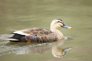 Eastern Spot-billed Duck 横浜市 Thu, 3/28/2024