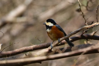 Varied Tit Rokuha Park Tue, 4/2/2024