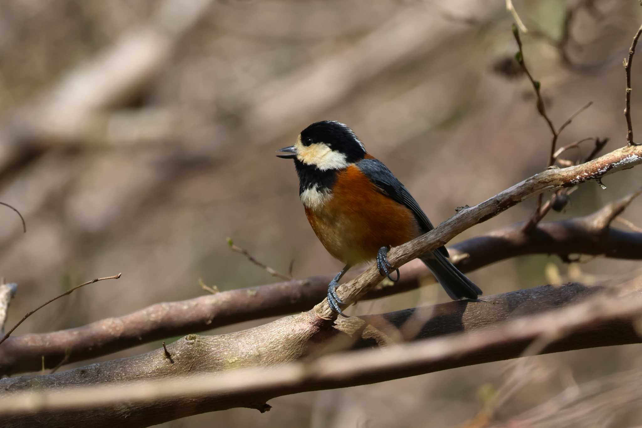 Photo of Varied Tit at Rokuha Park by bmont520