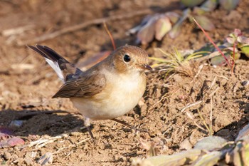 Red-breasted Flycatcher まつぶし緑の丘公園 Sat, 12/30/2023