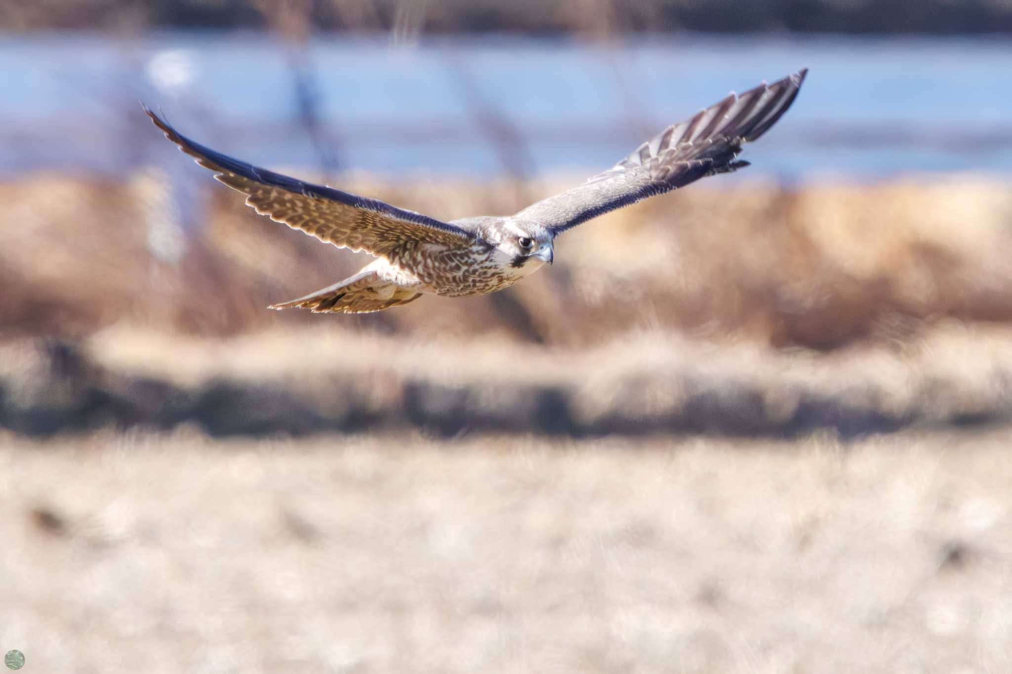 Photo of Peregrine Falcon(calidus) at Watarase Yusuichi (Wetland) by d3_plus