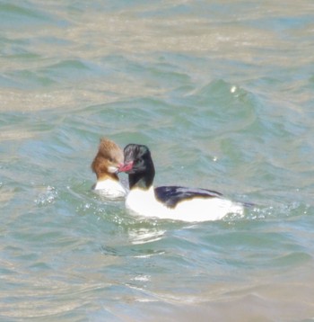 Common Merganser Makomanai Park Wed, 4/3/2024