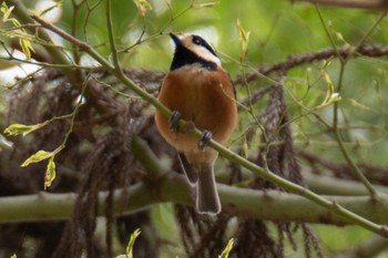 Varied Tit 滋賀県米原市 Tue, 4/2/2024