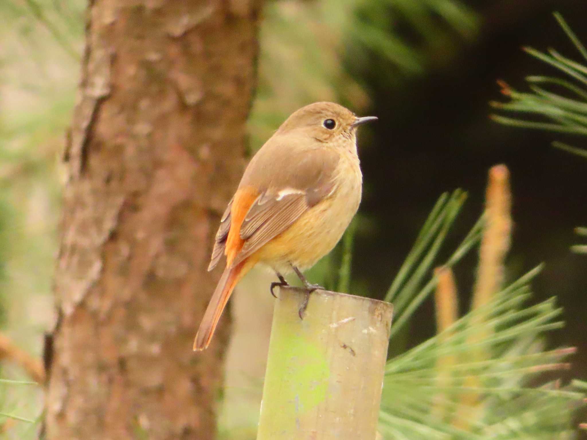 Daurian Redstart