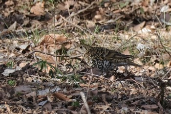 トラツグミ 舞岡公園 2024年3月20日(水)