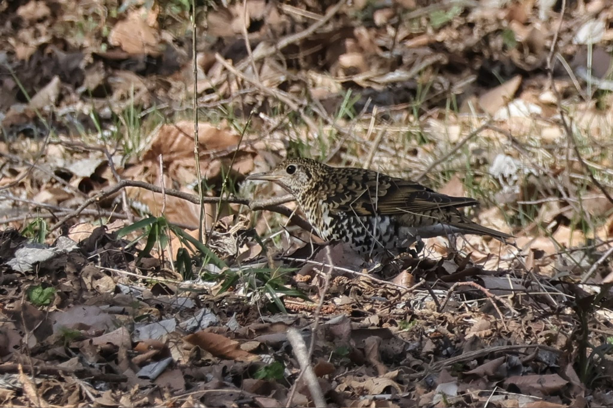 トラツグミ