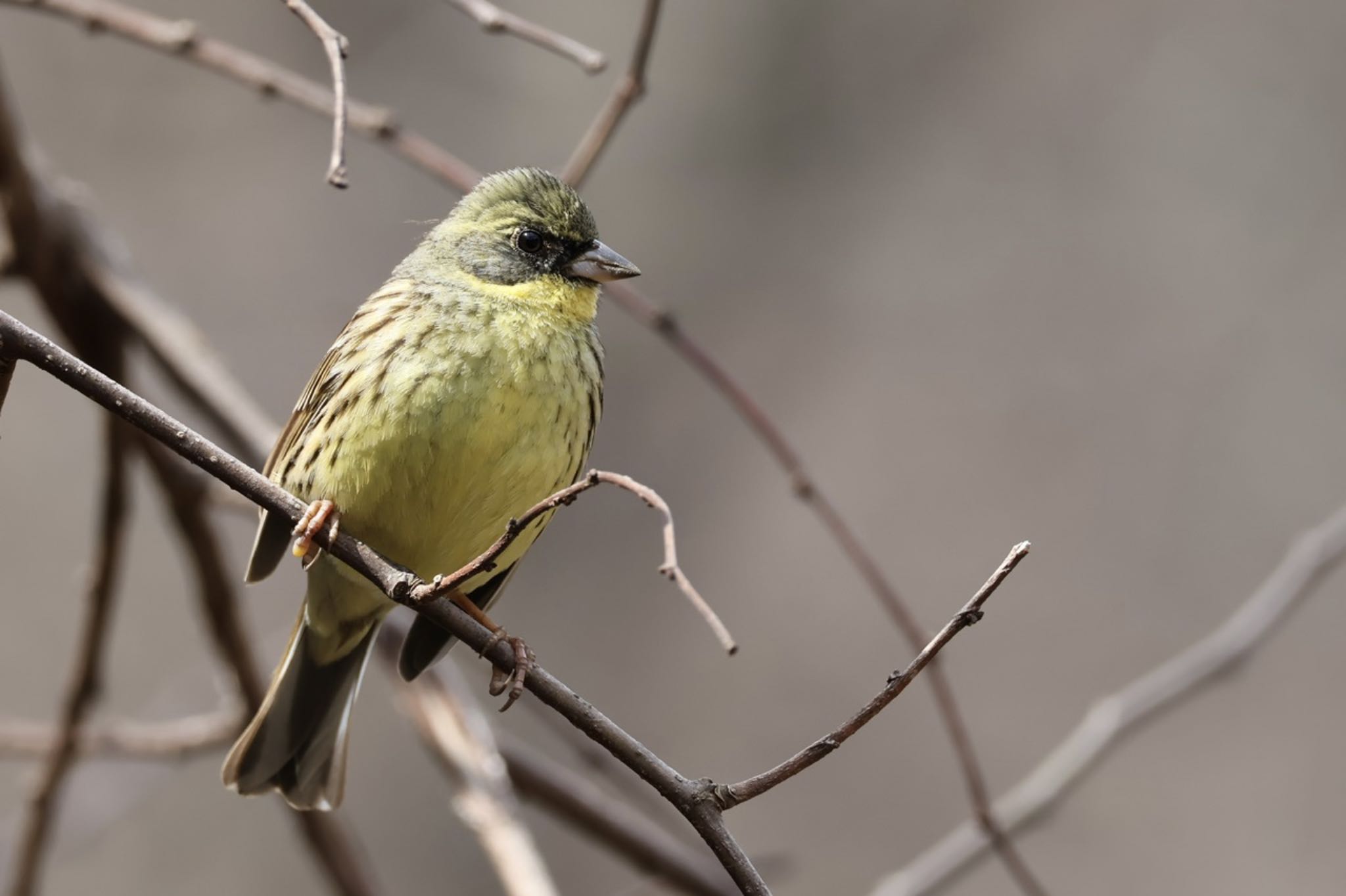 Masked Bunting