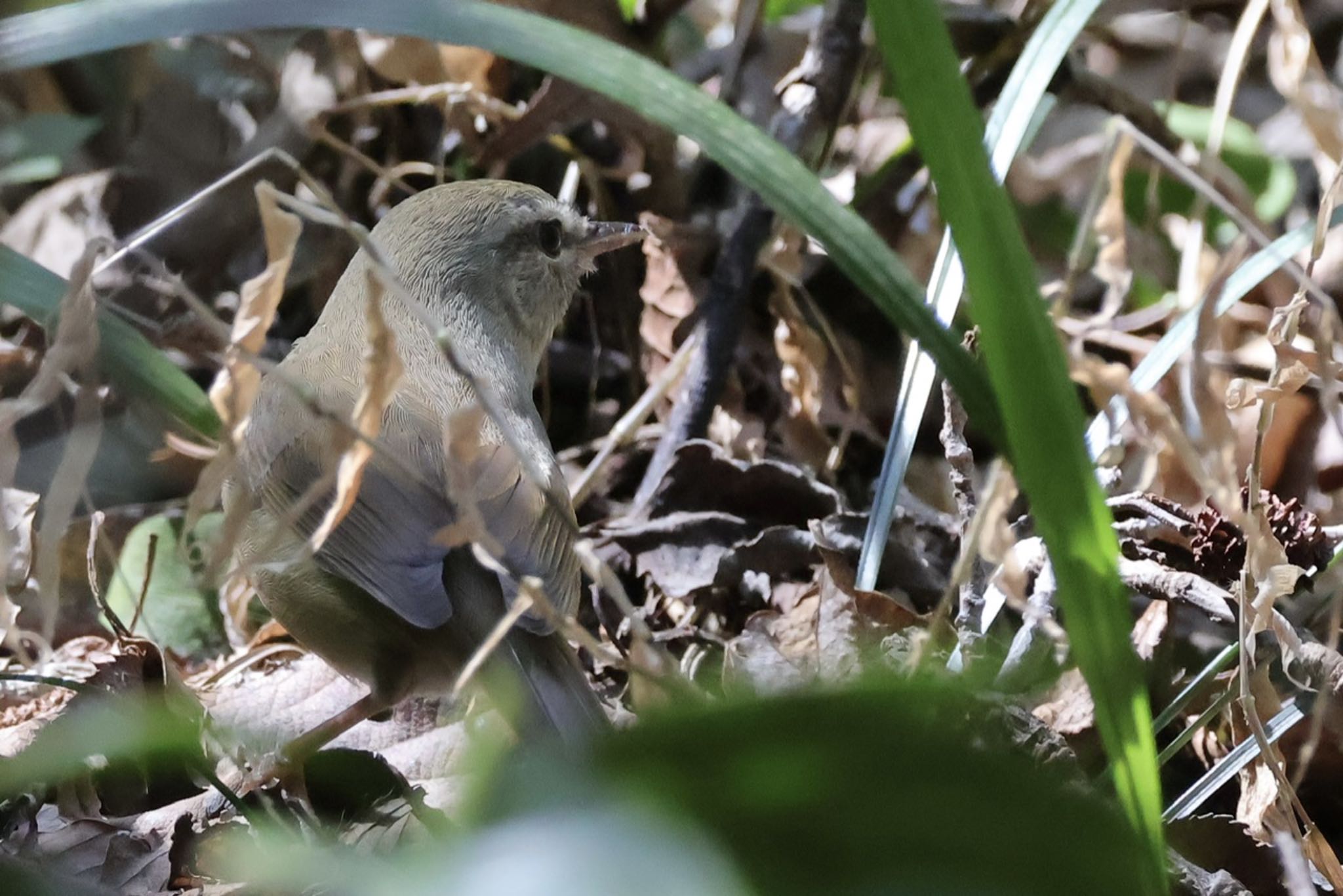 Japanese Bush Warbler