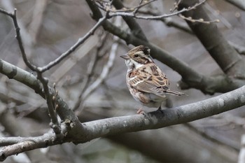 Rustic Bunting Maioka Park Wed, 3/20/2024