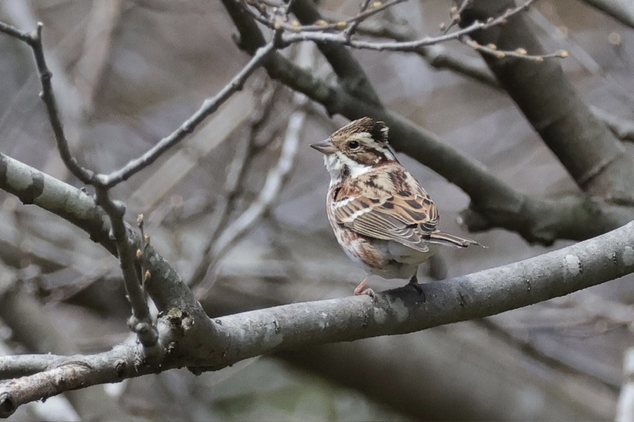 Rustic Bunting