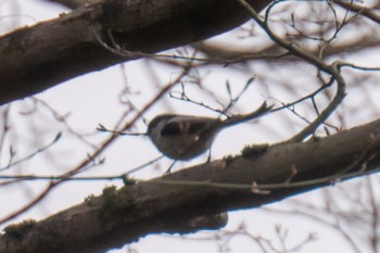 Long-tailed Tit 滋賀県米原市 Tue, 4/2/2024