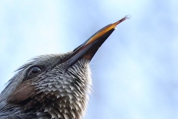 2024年3月20日(水) 舞岡公園の野鳥観察記録