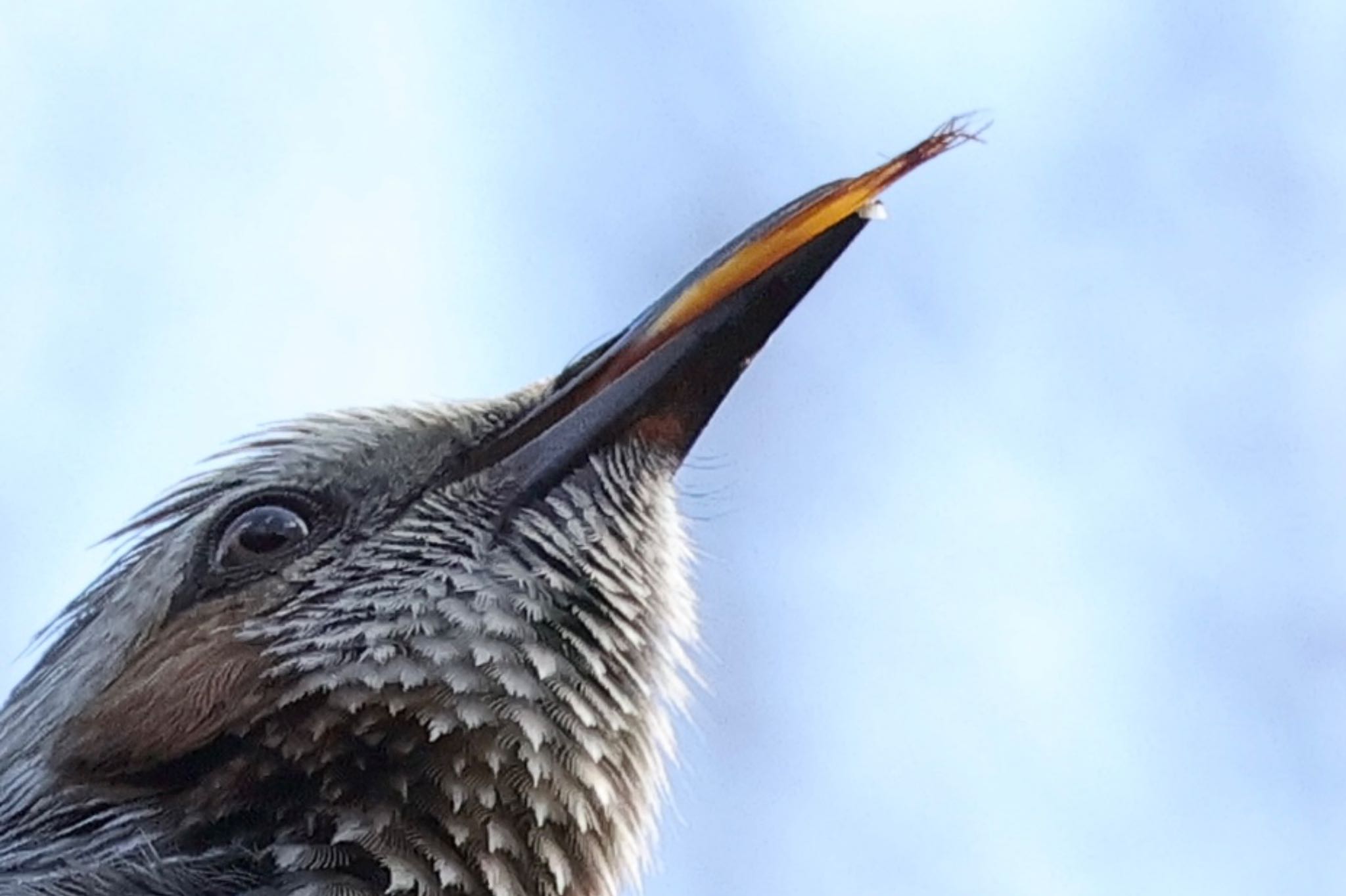 Brown-eared Bulbul