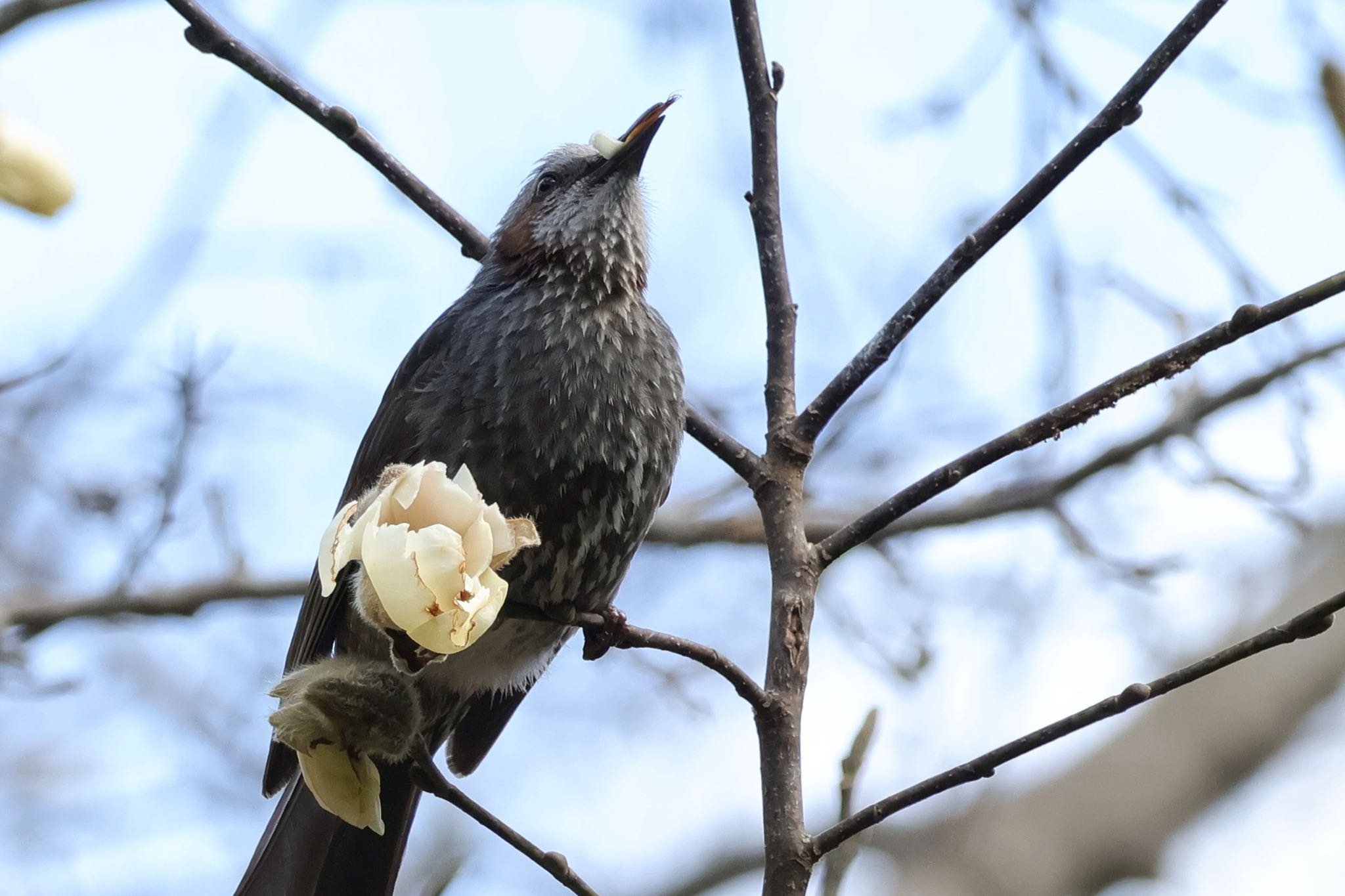 Brown-eared Bulbul