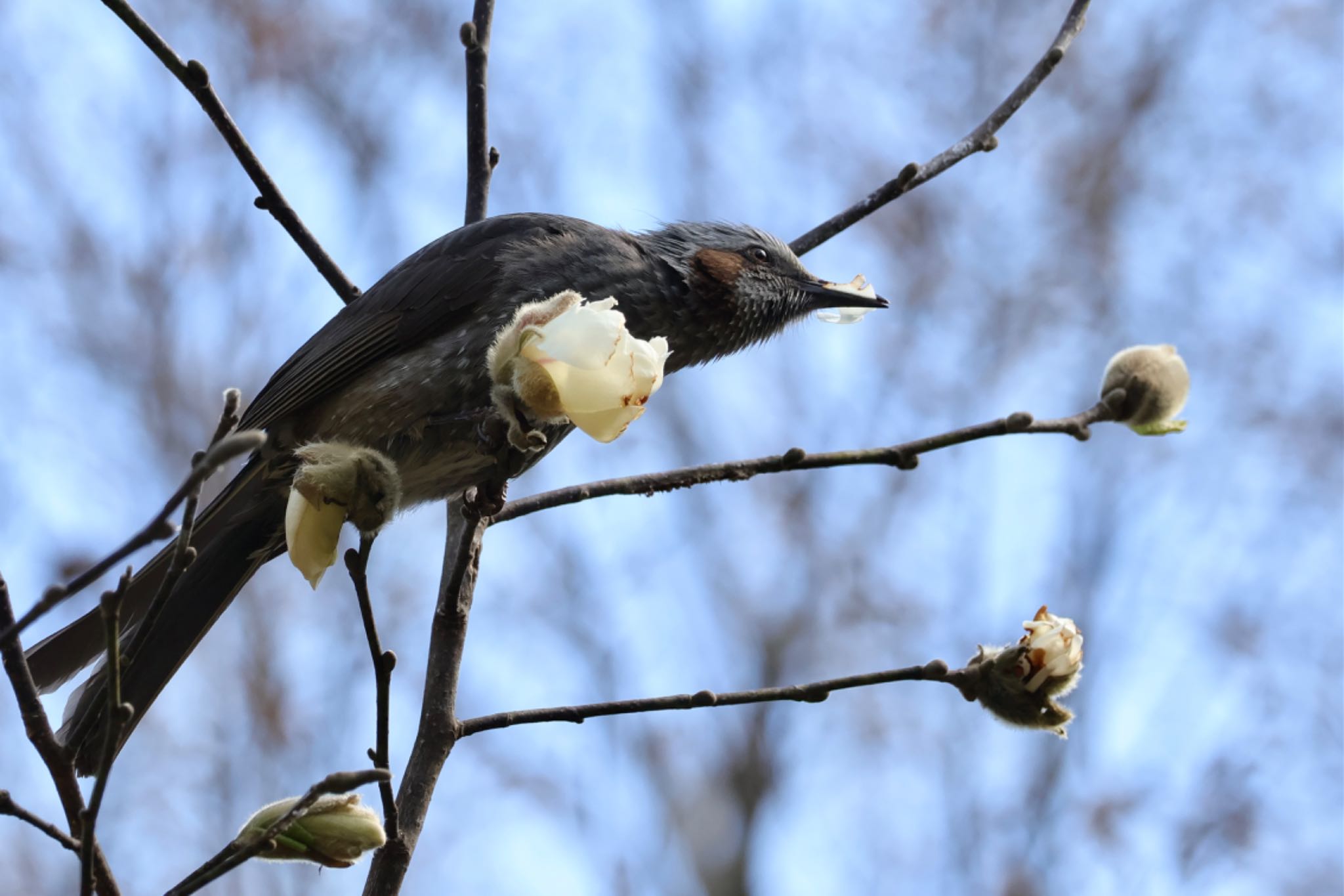 Brown-eared Bulbul