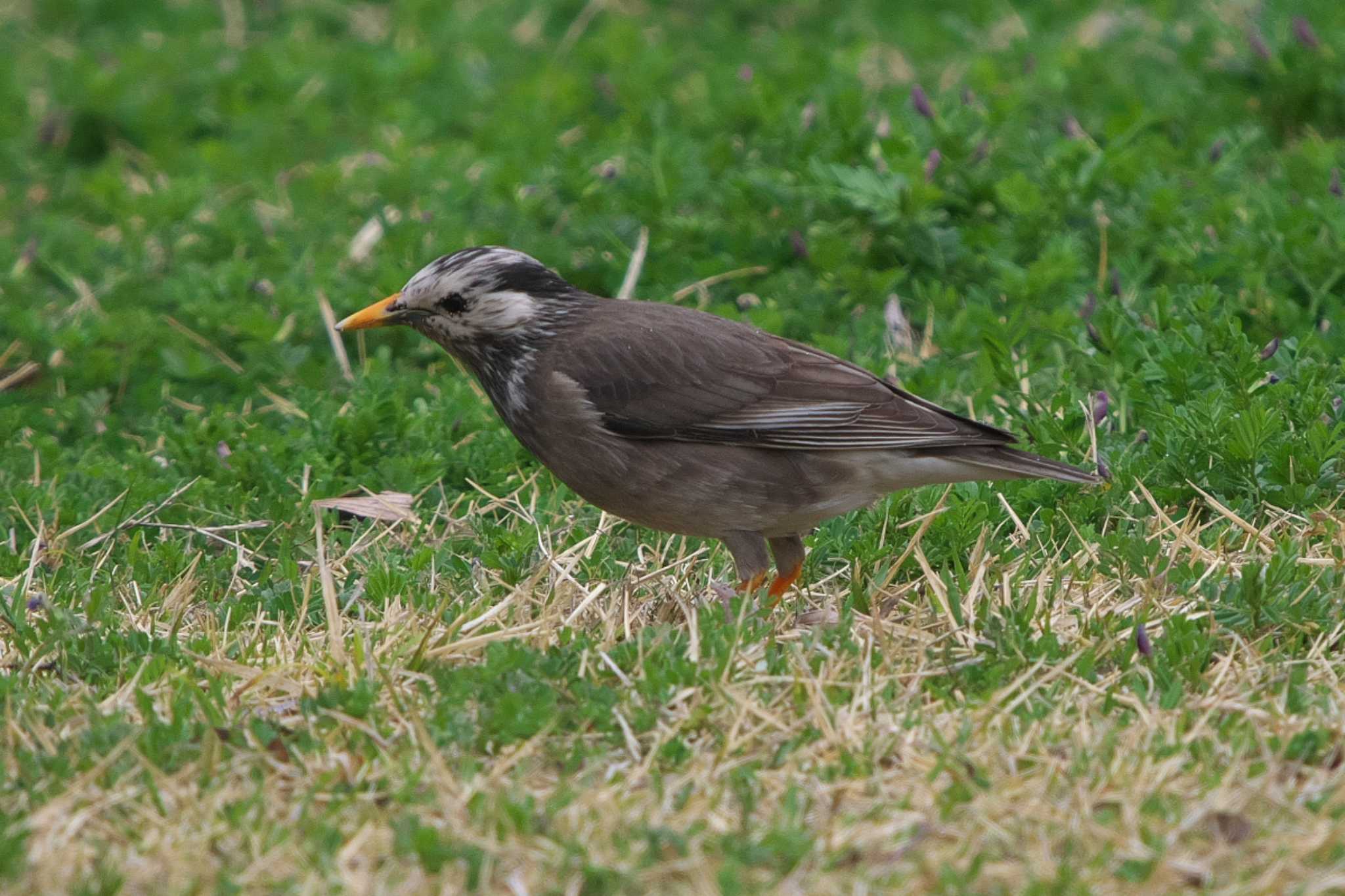 Photo of White-cheeked Starling at 池子の森自然公園 by Y. Watanabe