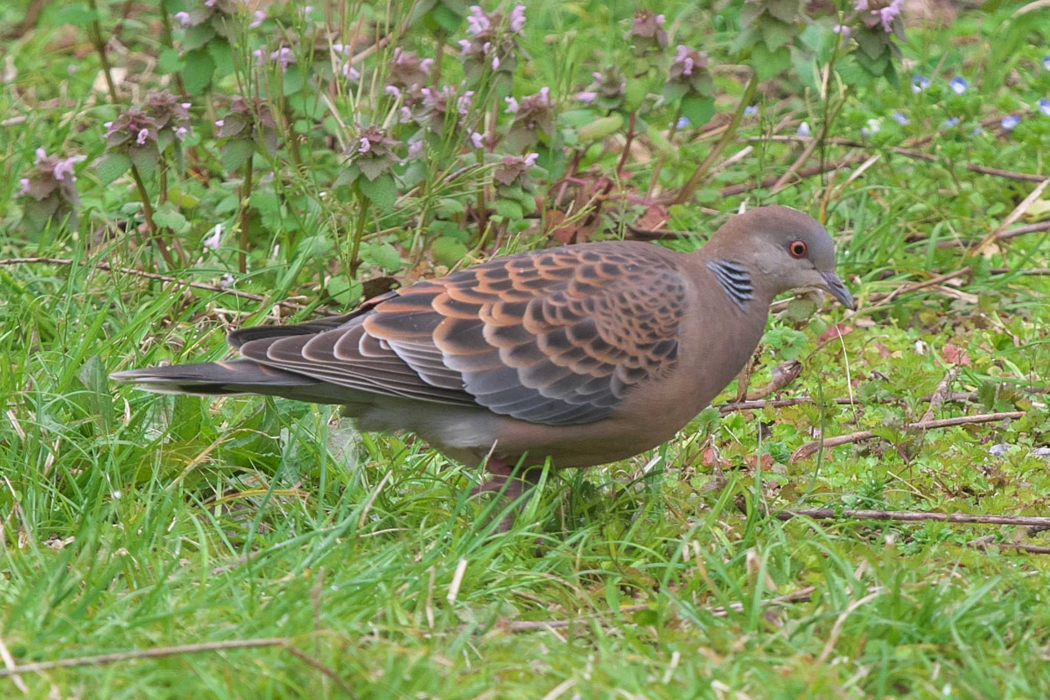 Photo of Oriental Turtle Dove at 池子の森自然公園 by Y. Watanabe