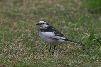White Wagtail 池子の森自然公園 Wed, 4/3/2024