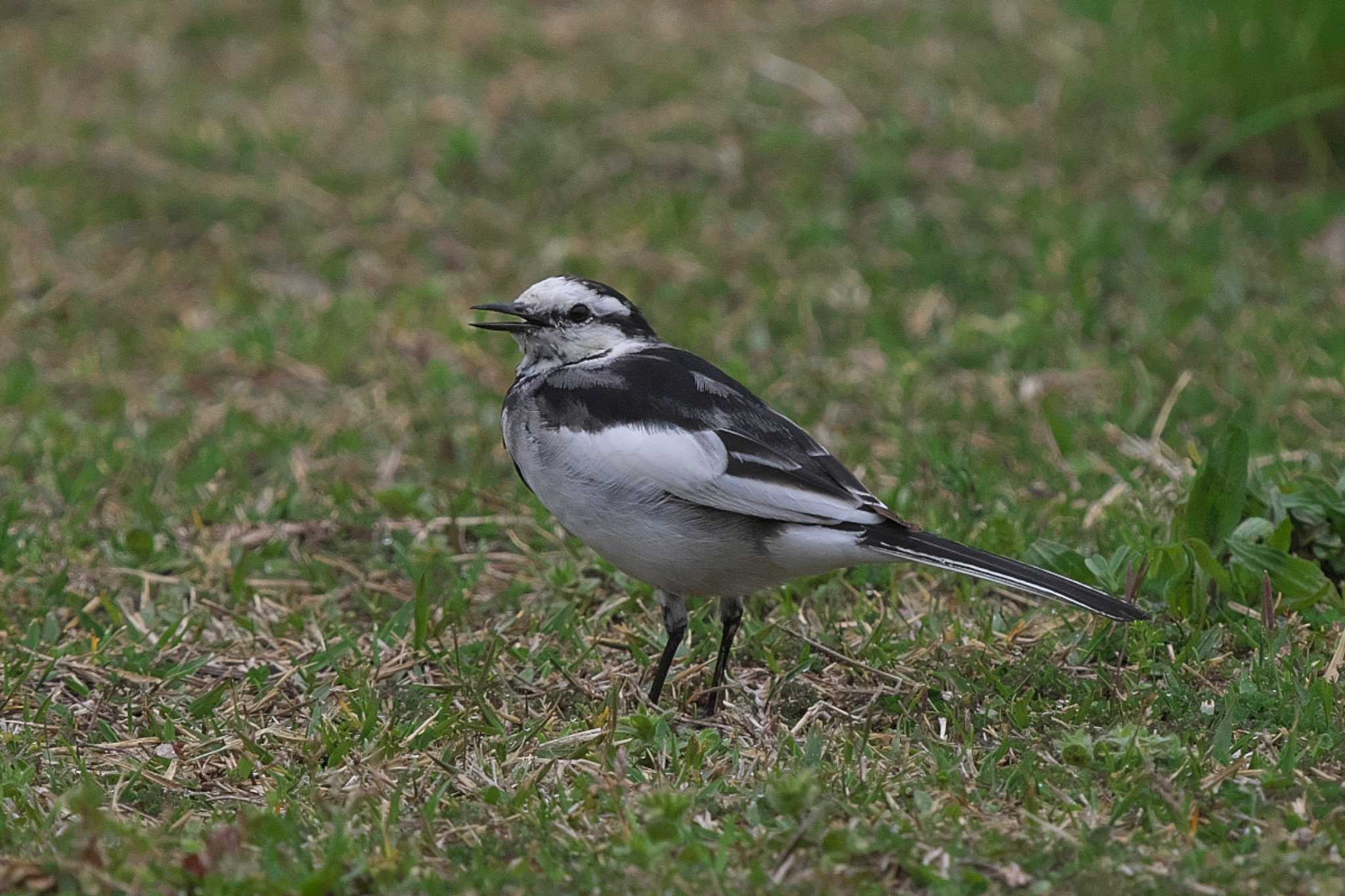 White Wagtail