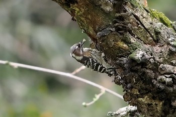 Japanese Pygmy Woodpecker 池子の森自然公園 Wed, 4/3/2024