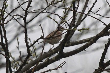 Rustic Bunting 池子の森自然公園 Wed, 4/3/2024