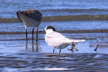 アジサシ ふなばし三番瀬海浜公園 2024年3月31日(日)