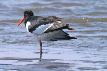 ミヤコドリ ふなばし三番瀬海浜公園 2024年3月31日(日)