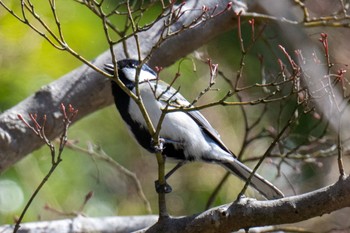 Japanese Tit 三島池(滋賀県米原市) Mon, 4/1/2024