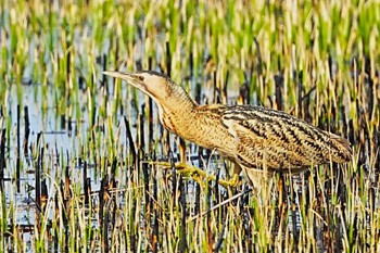 Eurasian Bittern Watarase Yusuichi (Wetland) Sat, 3/30/2024