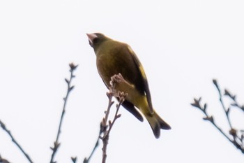 Grey-capped Greenfinch 滋賀県米原市 Sun, 3/31/2024